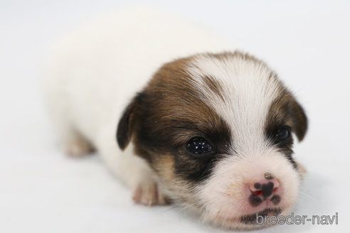 成約済の神奈川県のジャックラッセルテリア-305795の2枚目